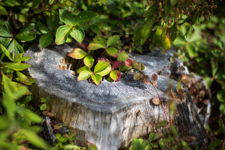 Stumped 2