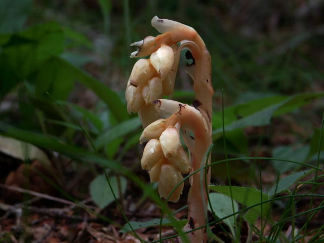 Pinesap