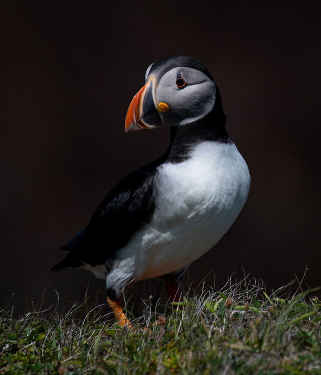 Puffin Portrait