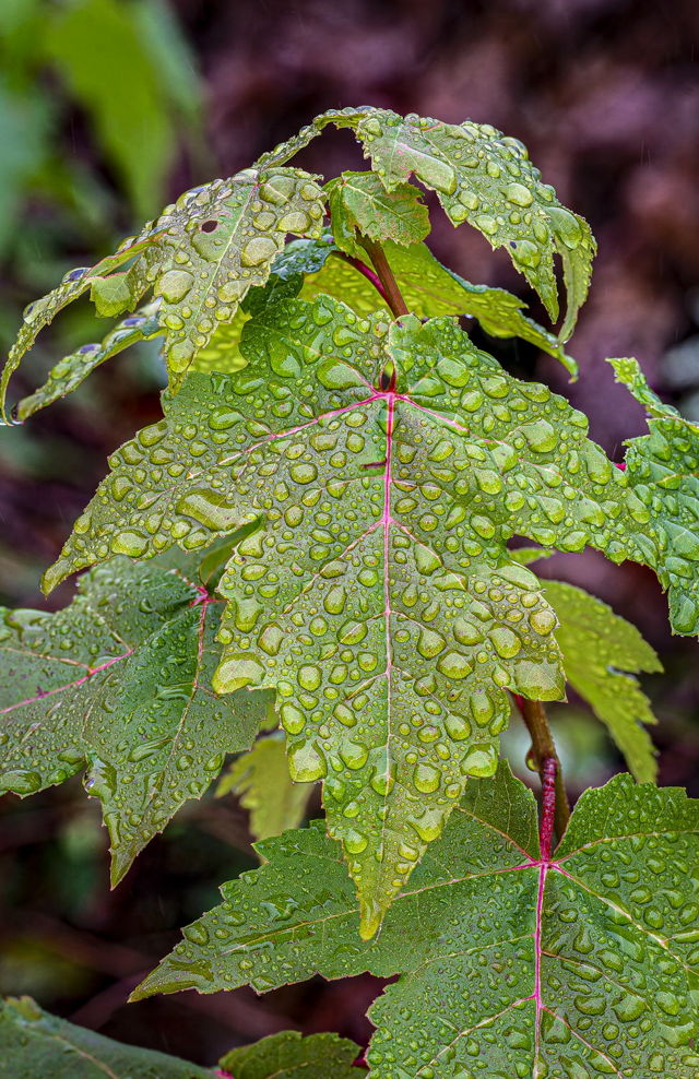 Emerald in the Rain