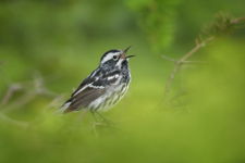 Black and White Warbler