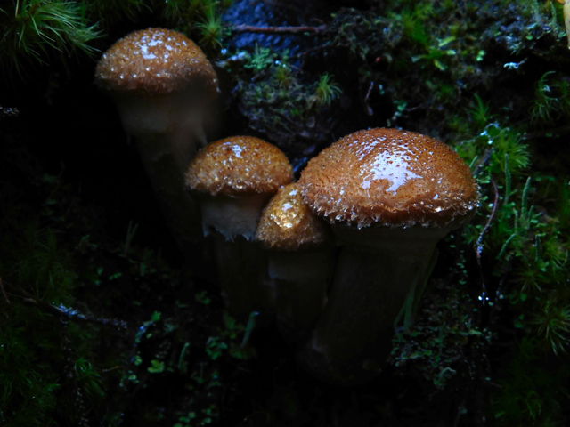 Honey Mushrooms