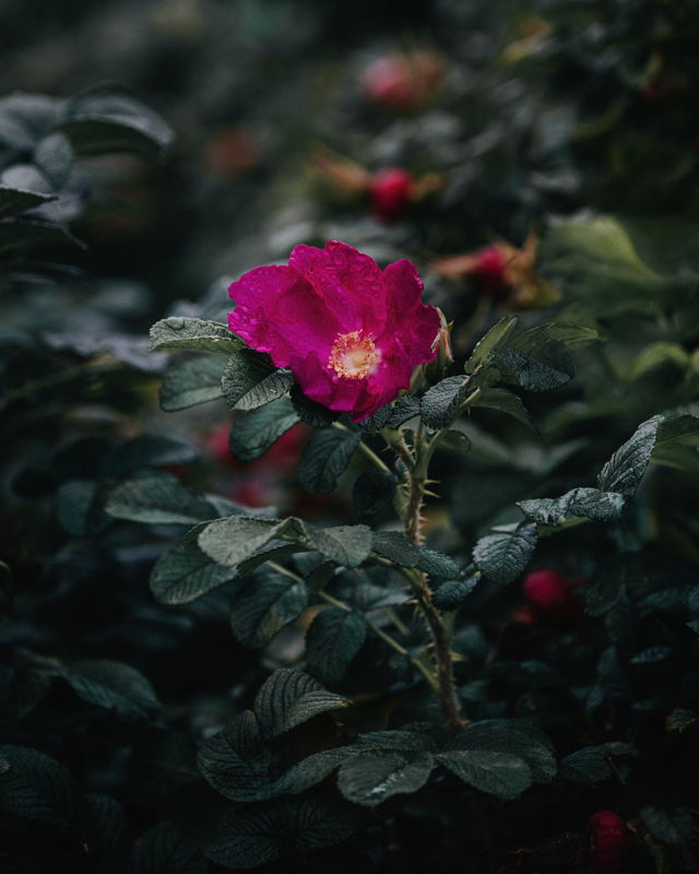 Wild Rose