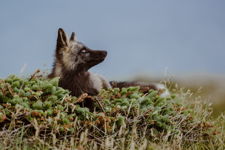 Basking in the Sun
