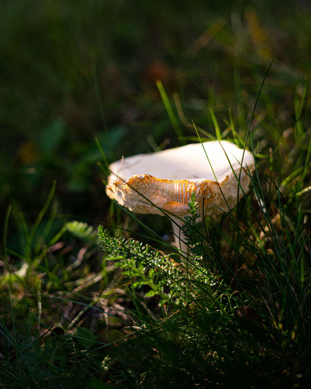 First Mushroom