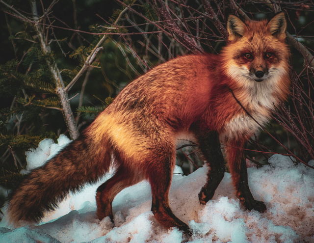 Stunning Fox