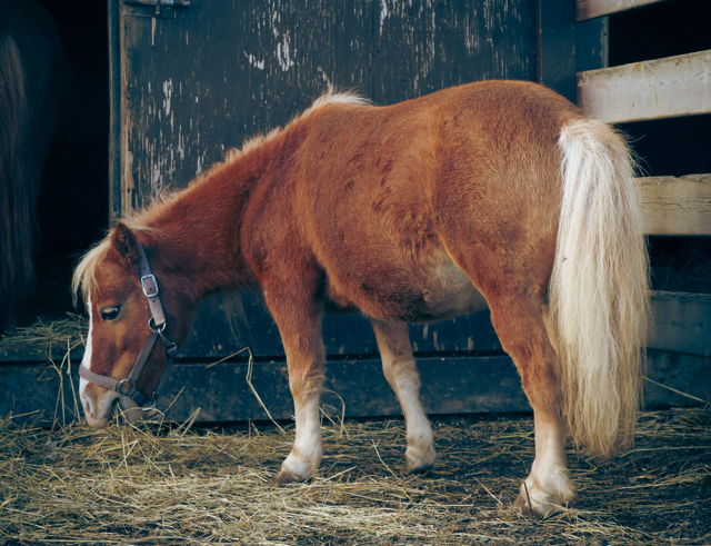 The Gentle Grazer
