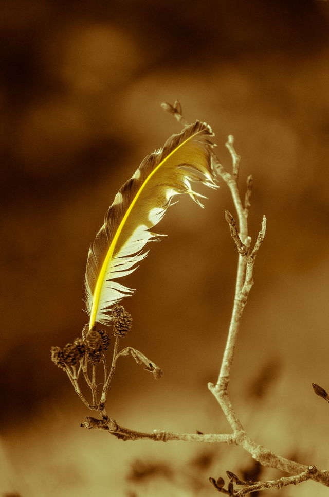 Mysterious Feather
