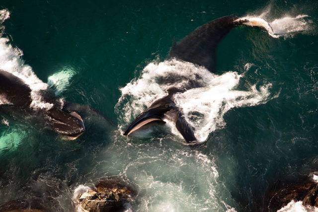 Humpback Whales Feeding
