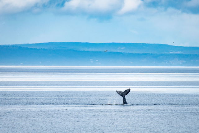 Humpback Whale Tail in Conception Bay 00729