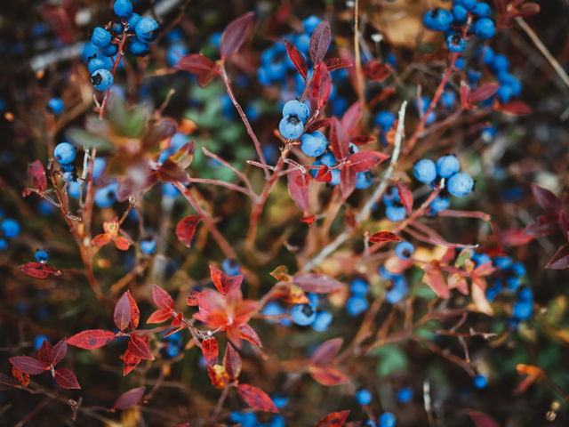 Scarlet Blueberry Bush