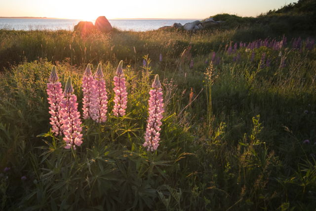 Lupins Along Conception Bay