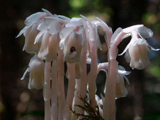 Ghost pipes 24