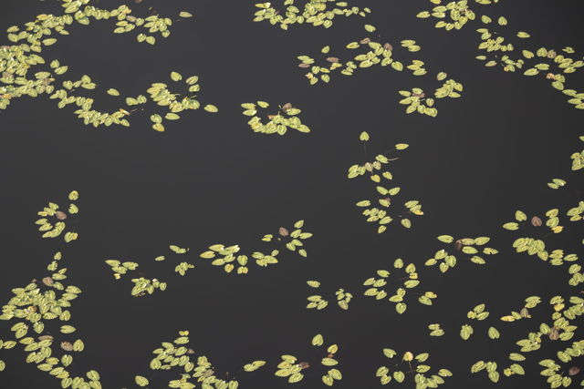 Floating Hearts