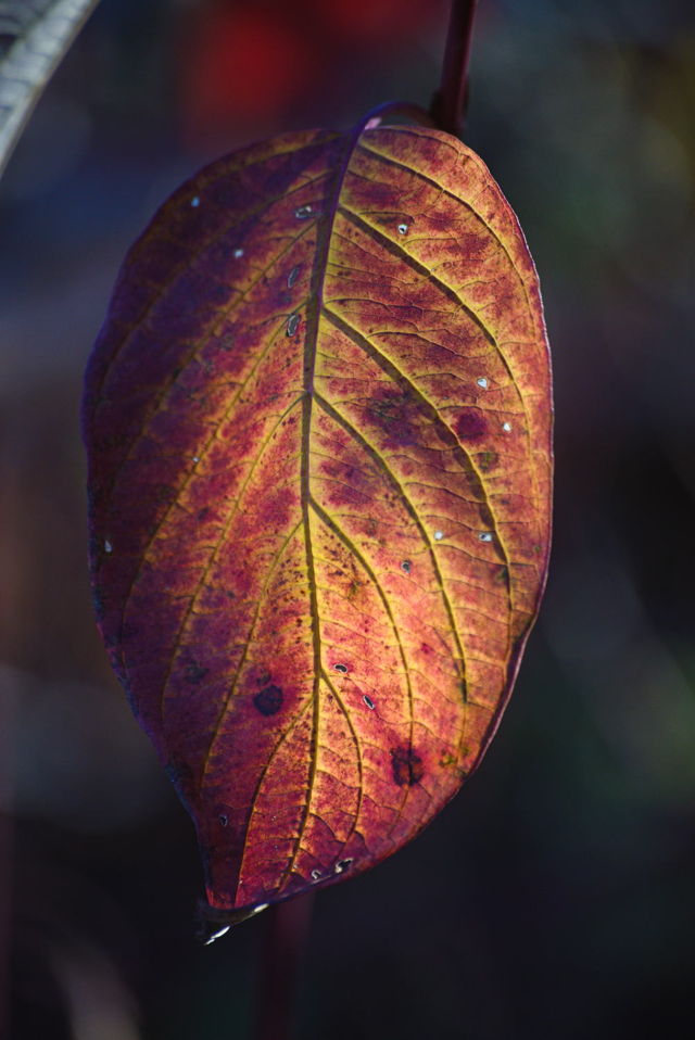 backlit Dogwood leaf
