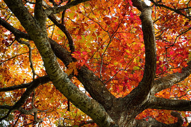 Fall Colours In The Park