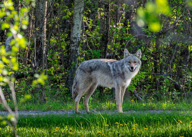 Coyote