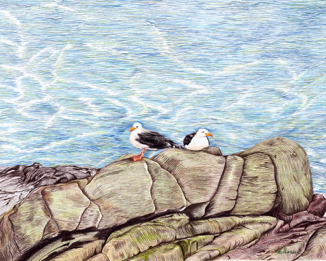 Seagulls at Cape Spear