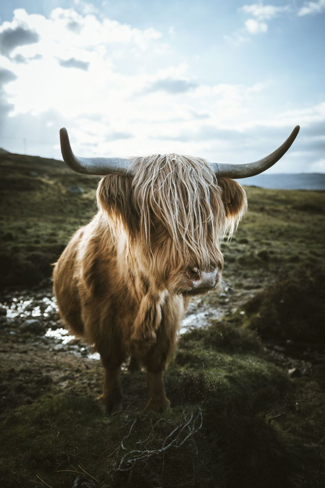 Hamish the Heelan' Coo