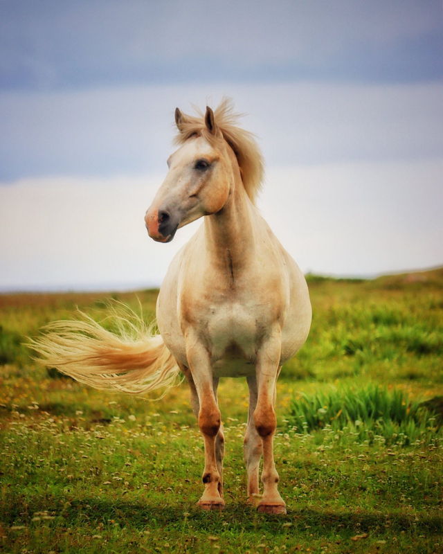 Windy Day