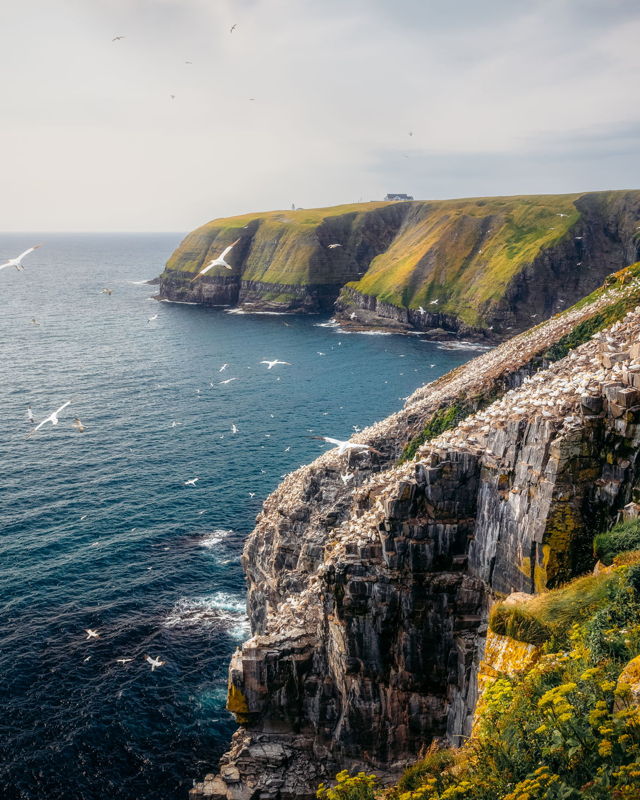 Summer Views at Cape St. Mary's Ecological Reserve