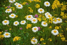 oxeye daisy