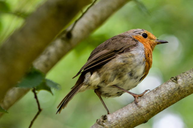 A very British robin
