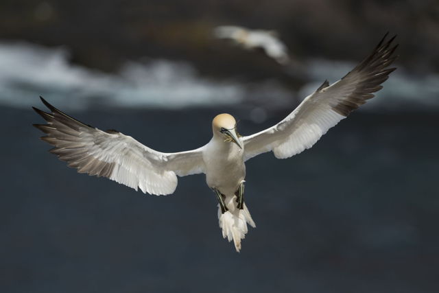 Northern Gannet With Nesting Material