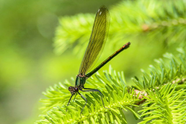 Dragon Fly