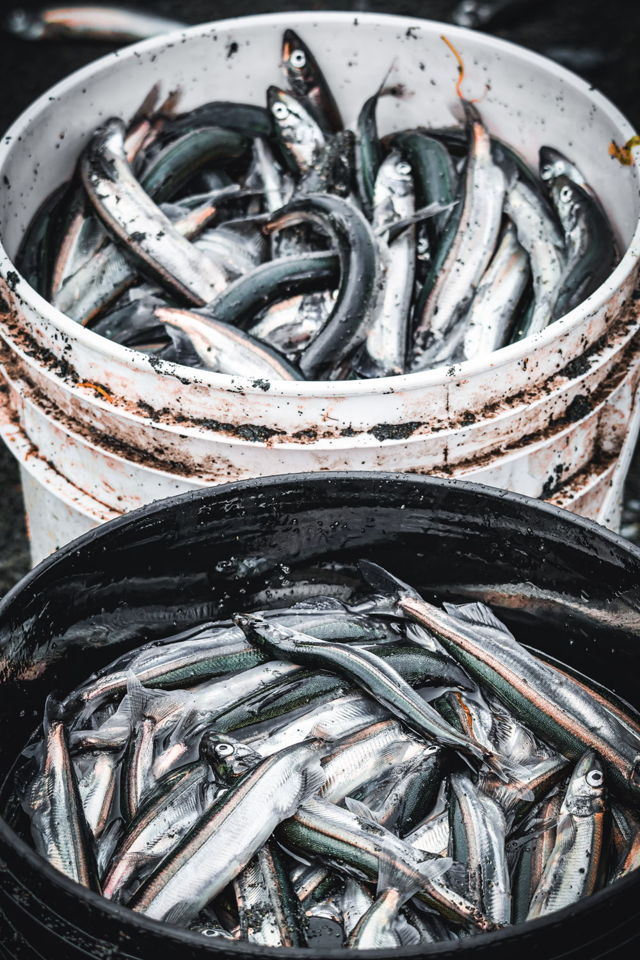 Buckets of Capelin