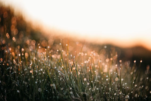 Dew