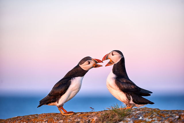 Puffin Love 3