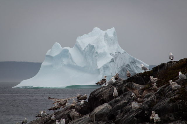 King's cove iceberg