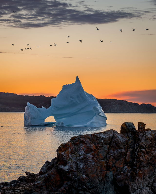 Twillingate Bergs and Gannetts V
