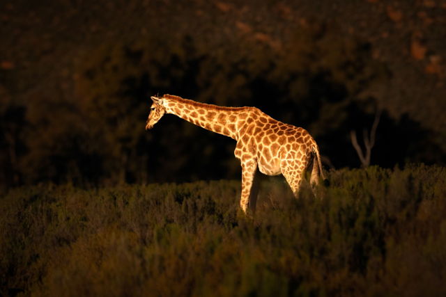 Giraffe in Sunlight