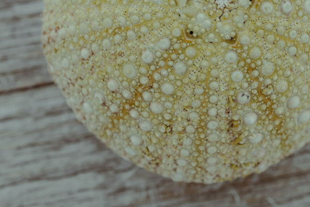 Ocean Treasure