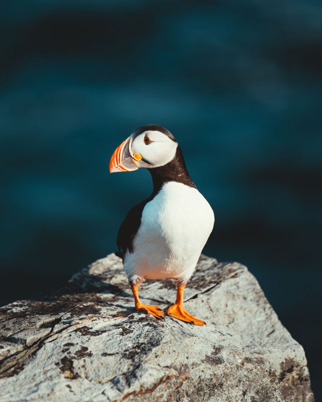 The Atlantic Puffin