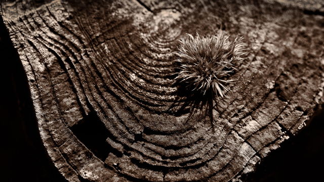 It's a Stump
