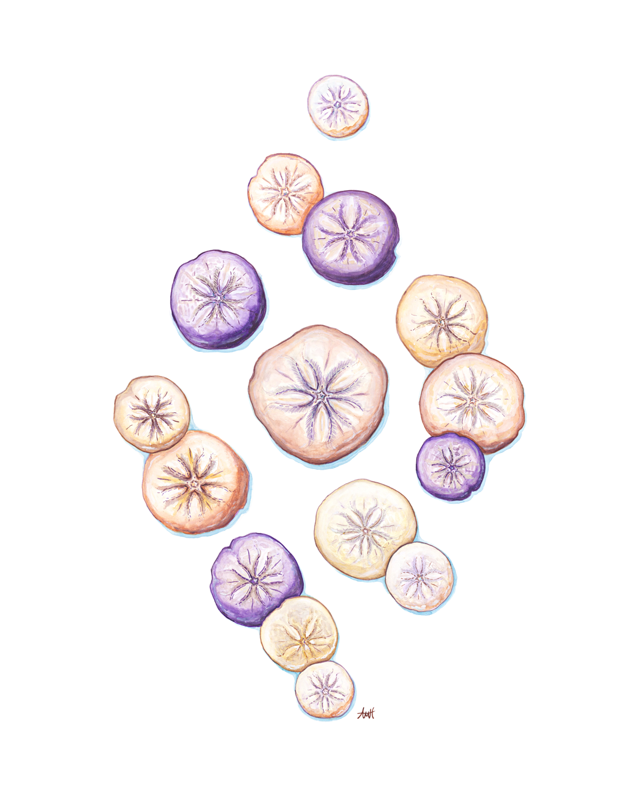 Sand Dollar Coast