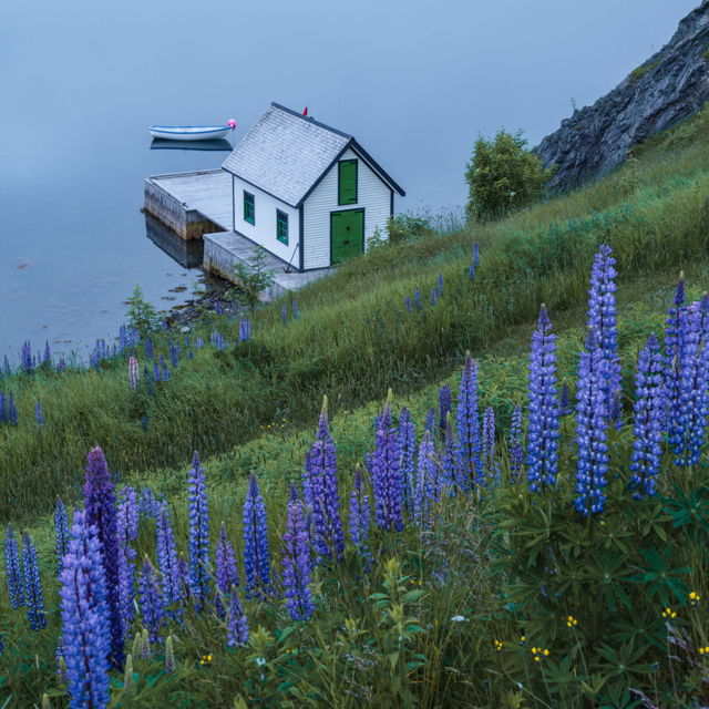 Fishing Stage with Lupins at Trinity