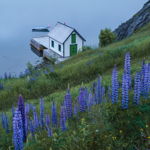 Fishing Stage with Lupins at Trinity