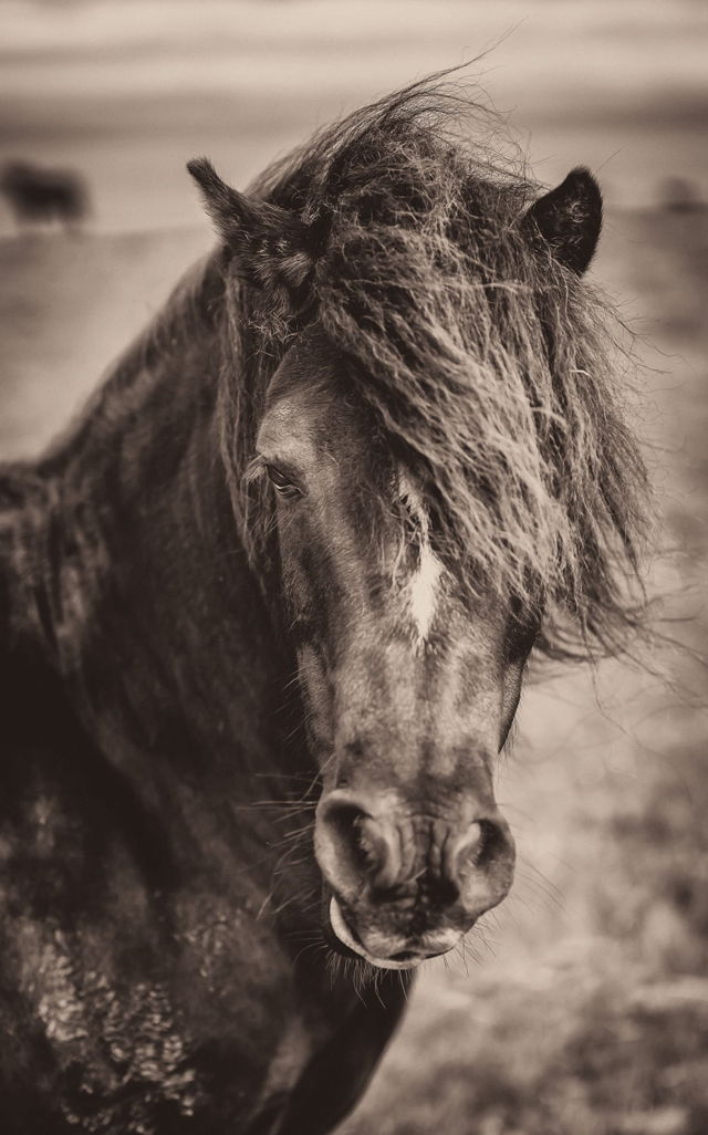 Bad Hair, Don't Care