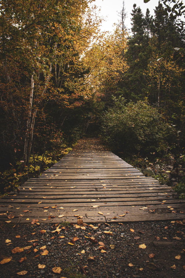 Bridge and Leaves