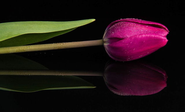 Reflection, Tulip