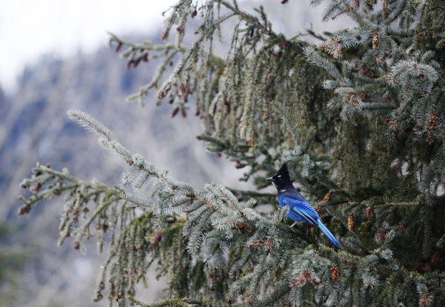 Stellar Jay