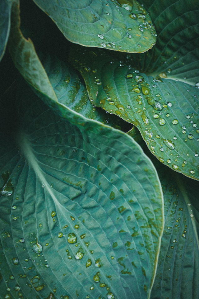 Foliage