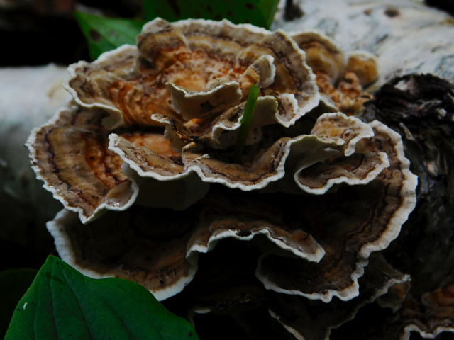 Turkey tail