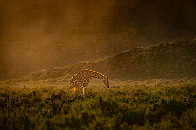 Giraffe Feeding