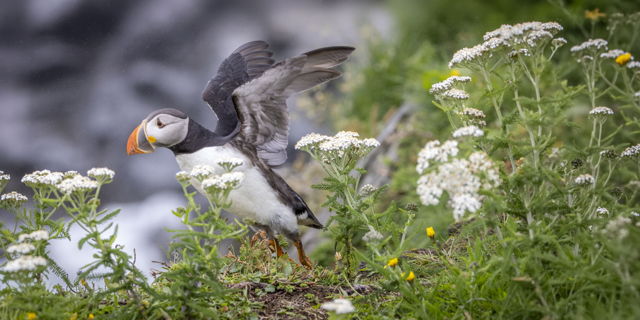 Wings Among the Wildflowers