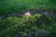 Little Mushroom